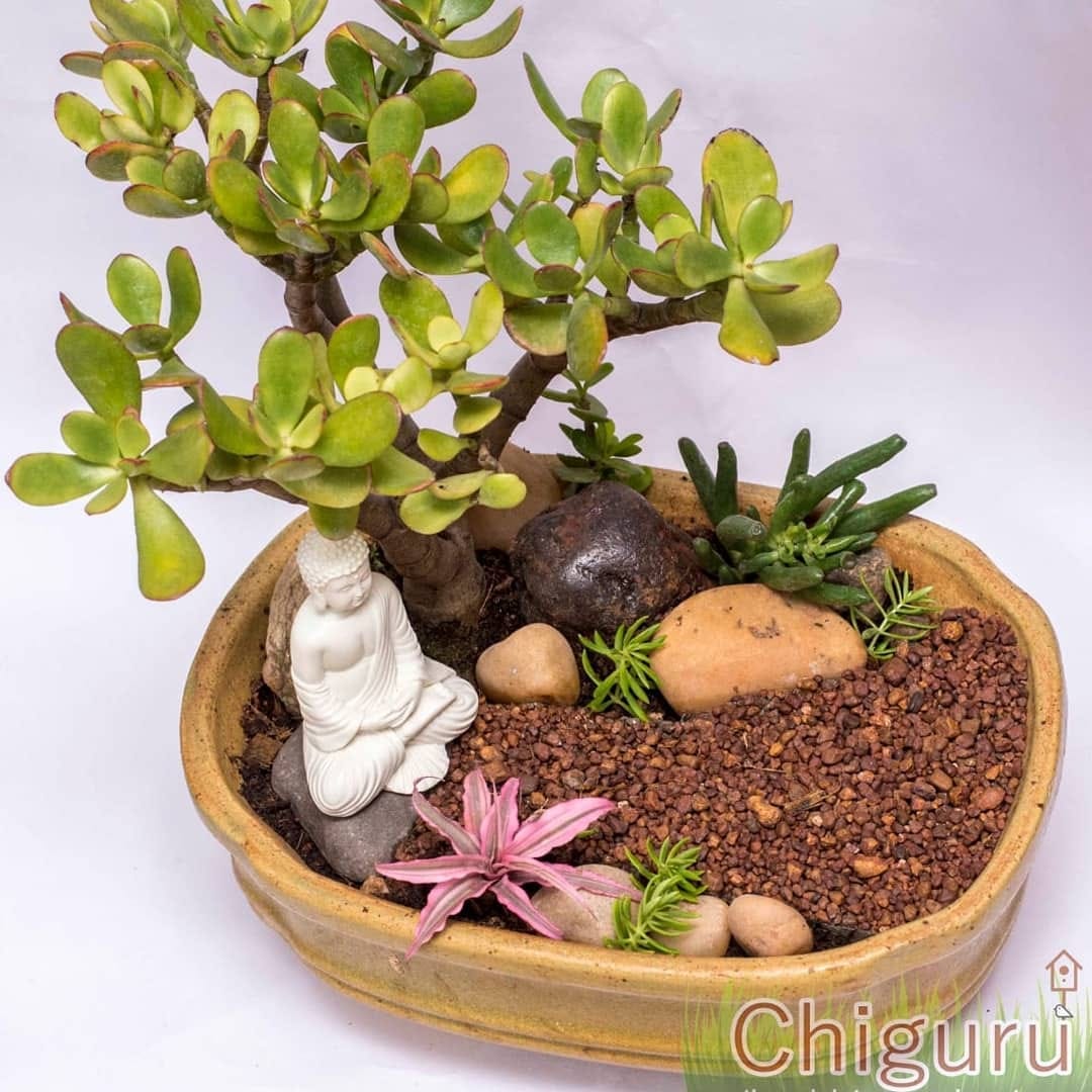 Chiguru, The Miniature Garden Store | LBB, Bangalore