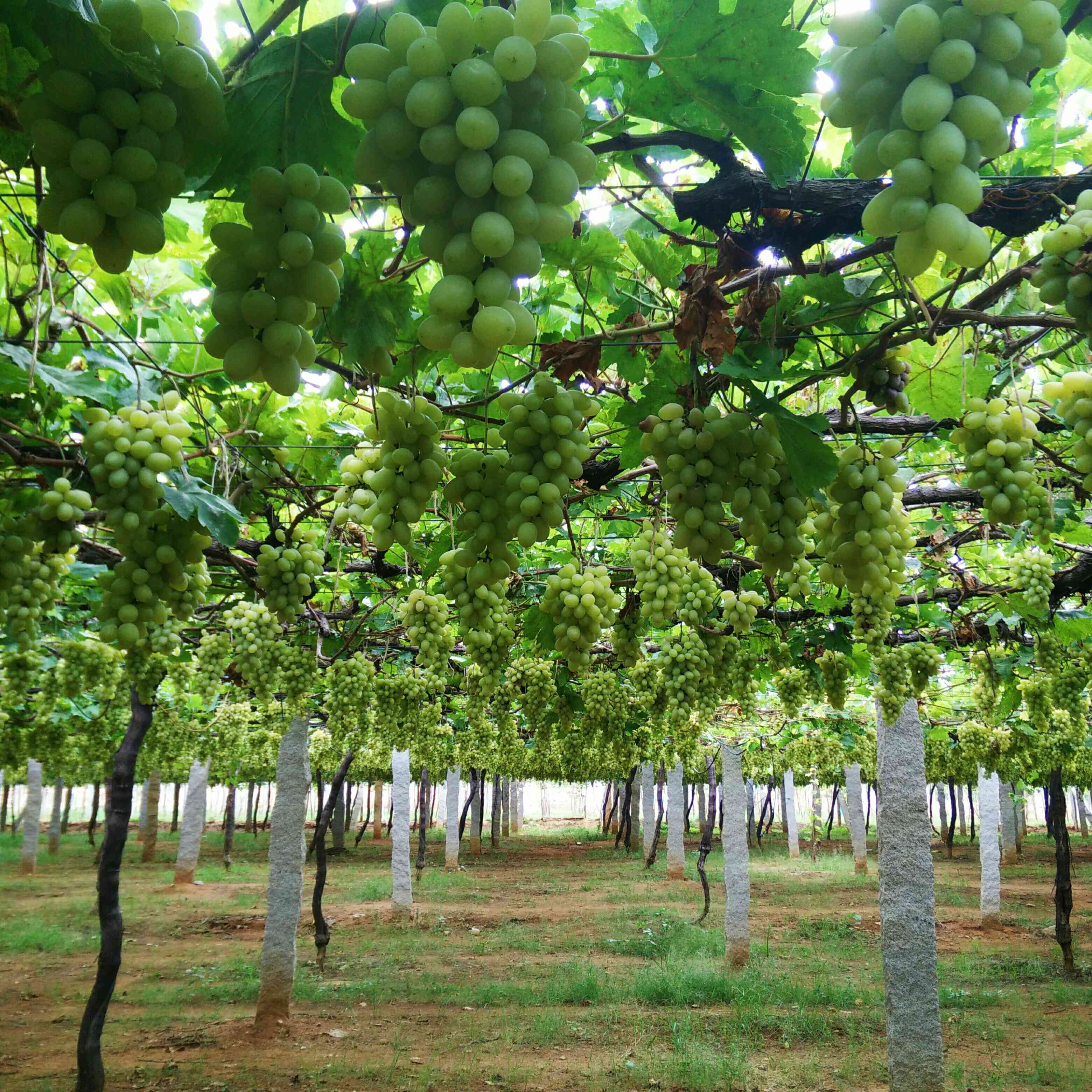 Plant,Grape,Tree,Grapevine family,Seedless fruit,Woody plant,Vitis,Sultana,Fruit,Vineyard