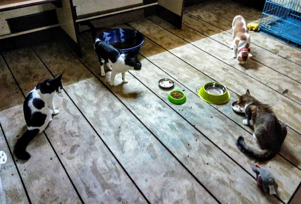 Cat,Floor,Small to medium-sized cats,Felidae,Flooring,Canidae,Hardwood,Puppy,Carnivore,Play