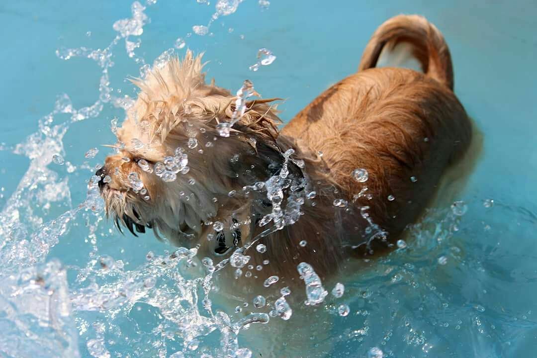 Dog,Canidae,Dog breed,Glen of imaal terrier,Carnivore,Terrier,Cairn terrier,Sporting Group,Irish soft-coated wheaten terrier,Dutch smoushond