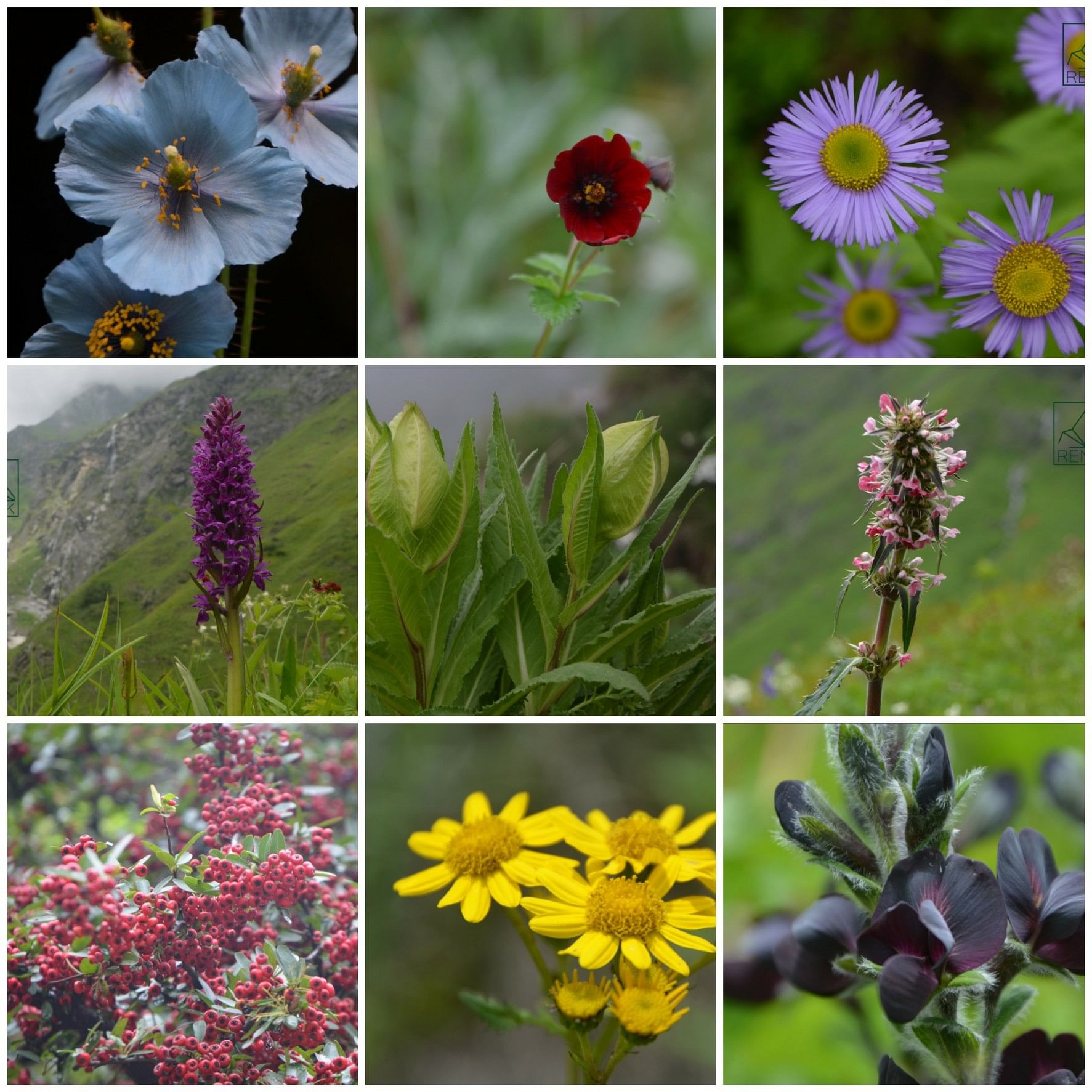 Flower,Flowering plant,Plant,Wildflower,Petal,Annual plant,Daisy family,Aster,Coneflower,black-eyed susan