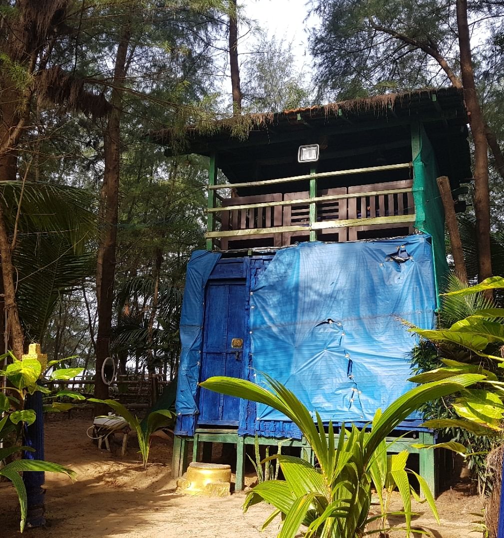 Blue,Majorelle blue,House,Tree,Jungle,Adaptation,Architecture,Leisure,Home,Plant