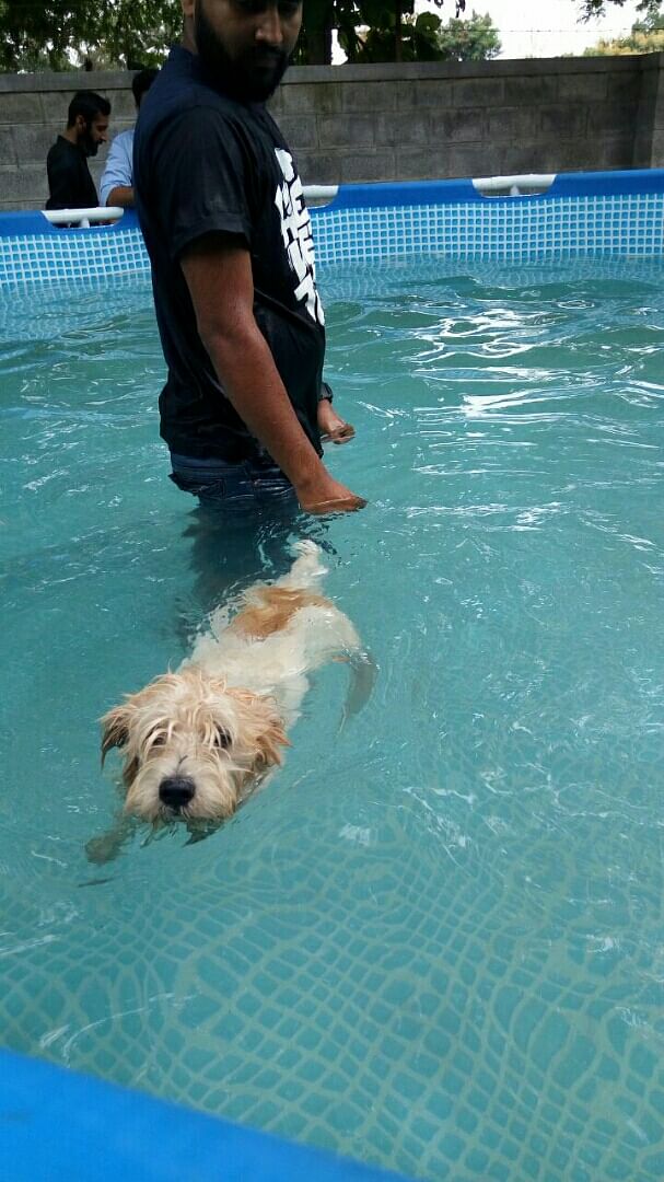 Dog,Dog breed,Canidae,Swimming pool,Carnivore,Fun,Leisure,Swimming,Sporting Group,Recreation