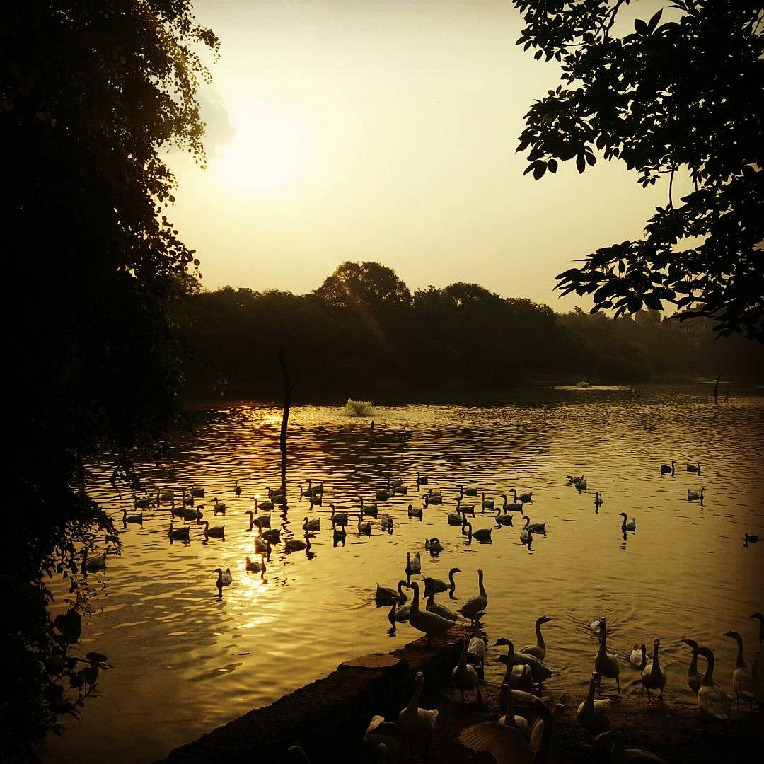 Sky,Body of water,Water,Natural landscape,Nature,Lake,Sunset,Cloud,Duck,Morning