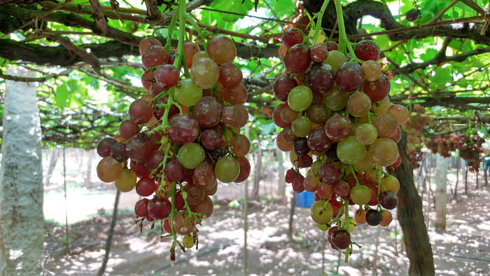 Grape,Flowering plant,Fruit tree,Fruit,Seedless fruit,Plant,Grapevine family,Food,Sultana,Davidson's Plum