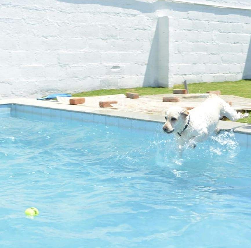 Swimming pool,Canidae,Dog,Leisure,Carnivore,Sporting Group