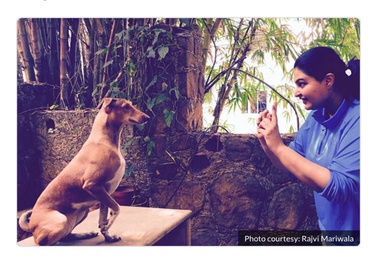 Canidae,Dog,Human,Rhodesian ridgeback,Fawn,Carnivore,Guard dog,Square,Hunting dog,Mountain cur