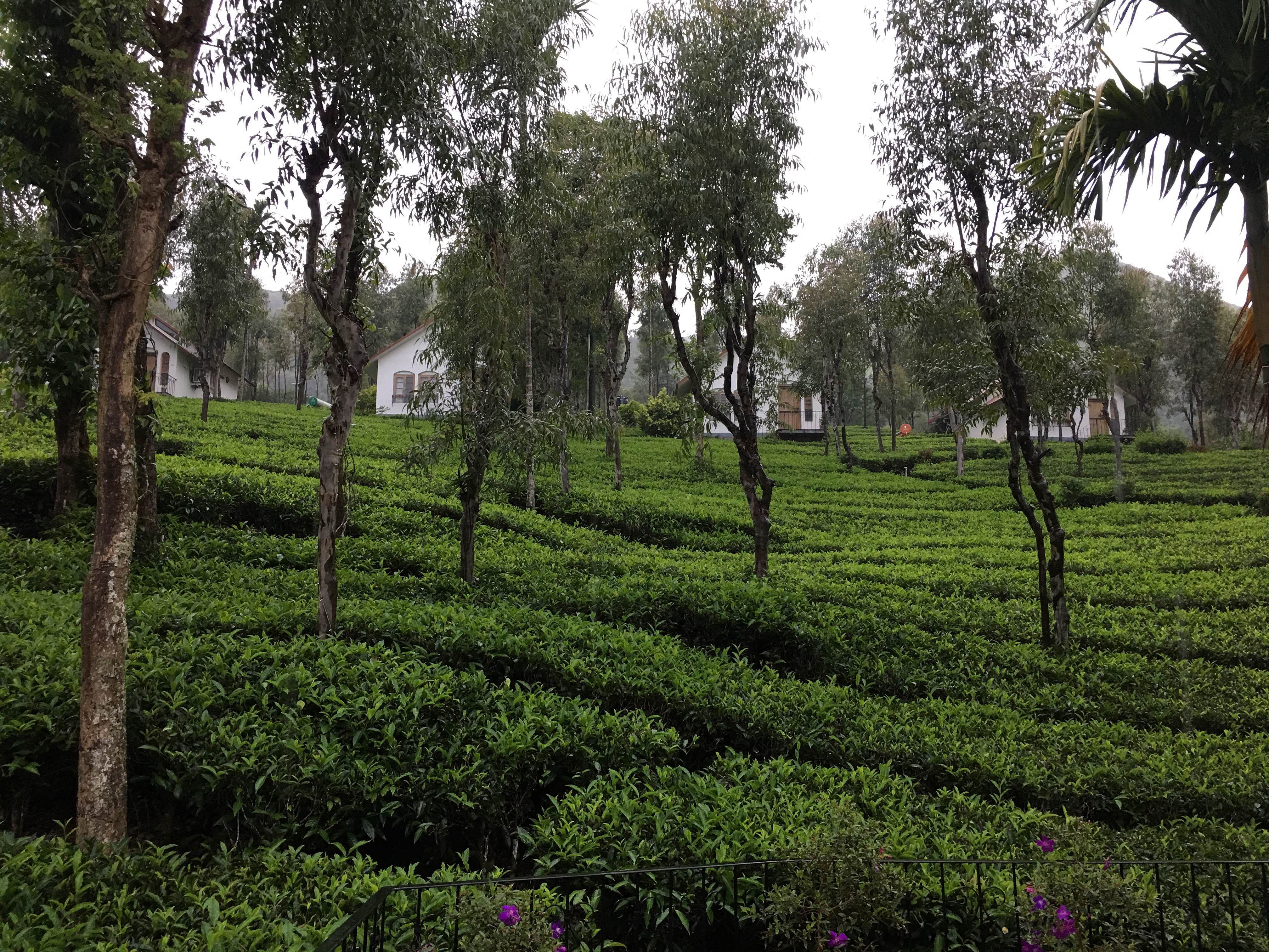 Tree,Vegetation,Plantation,Natural environment,Natural landscape,Plant,Field,Hill station,Grass,Spring