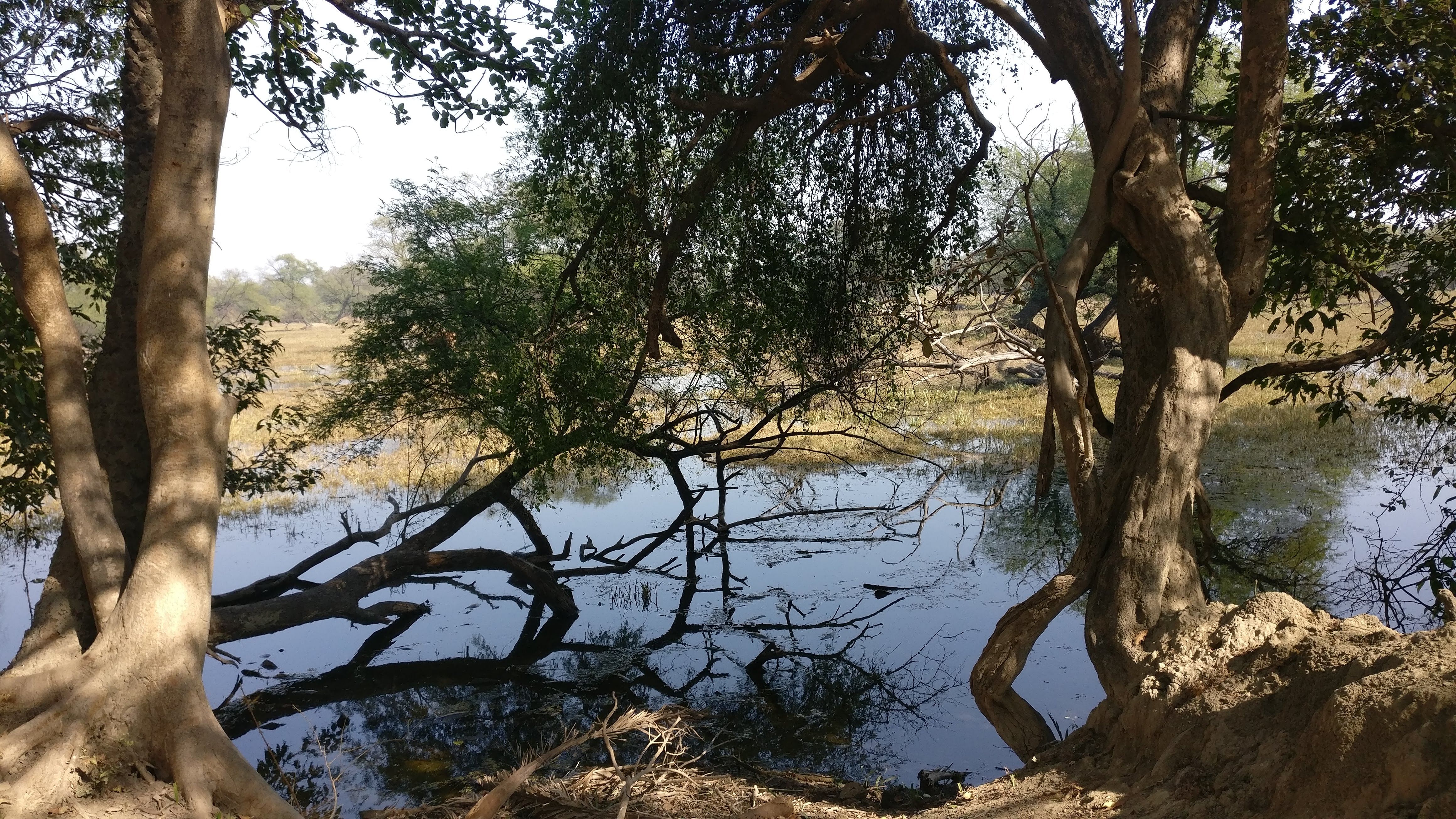 Tree,Nature,Water,Vegetation,Natural environment,Nature reserve,Branch,Natural landscape,Wilderness,Woody plant