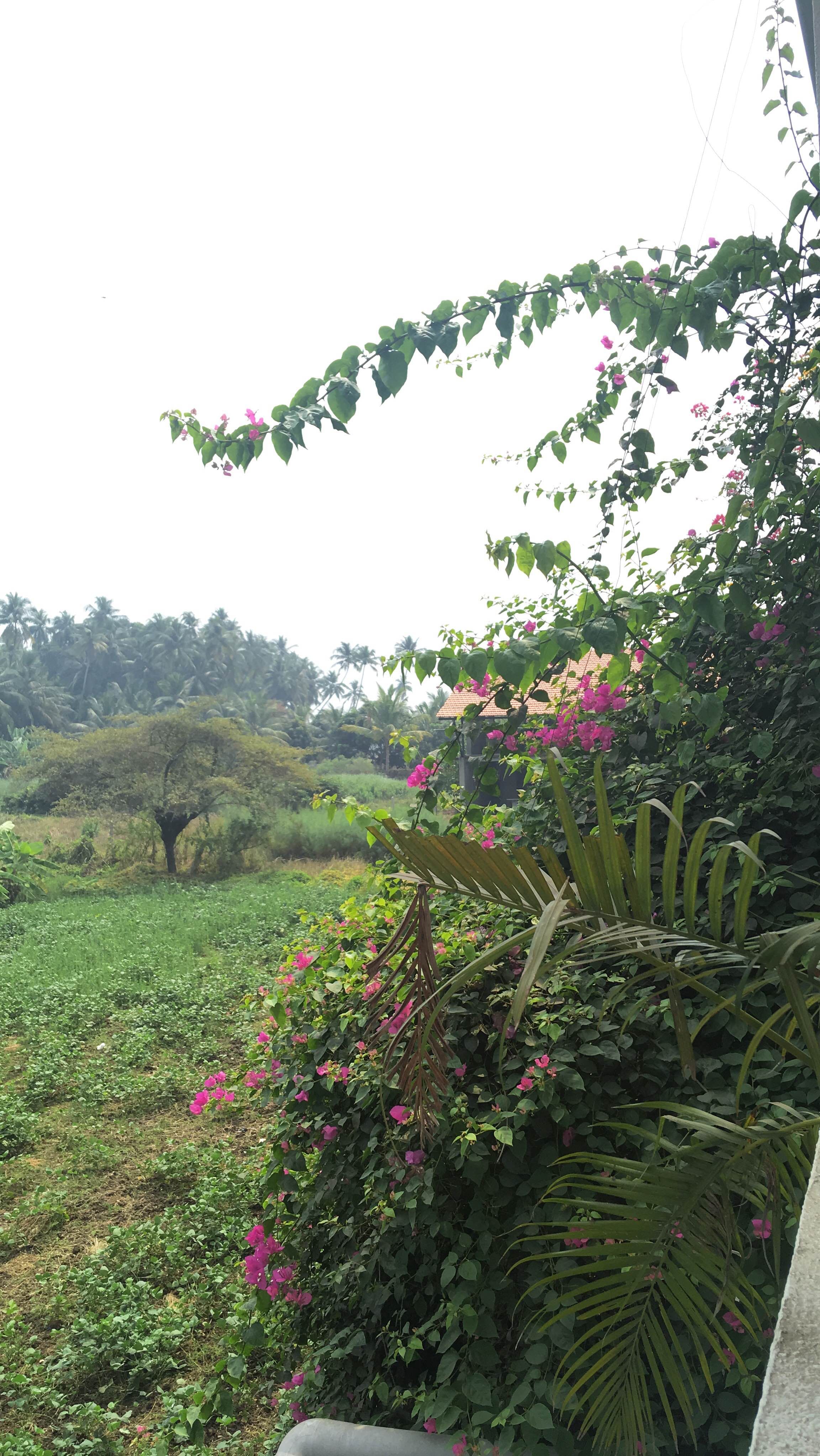 Vegetation,Flower,Tree,Plant,Natural environment,Garden,Botany,Grass,Shrub,Woody plant