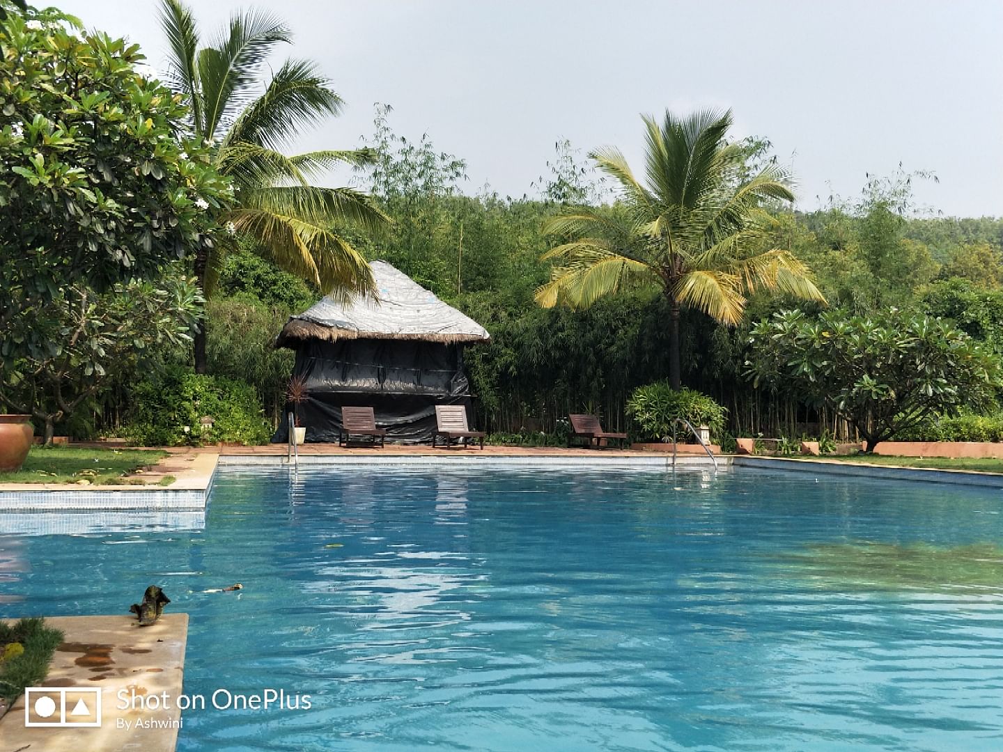 Swimming pool,Natural landscape,Property,Leisure,Vacation,Resort,Palm tree,Water,Tropics,Tree