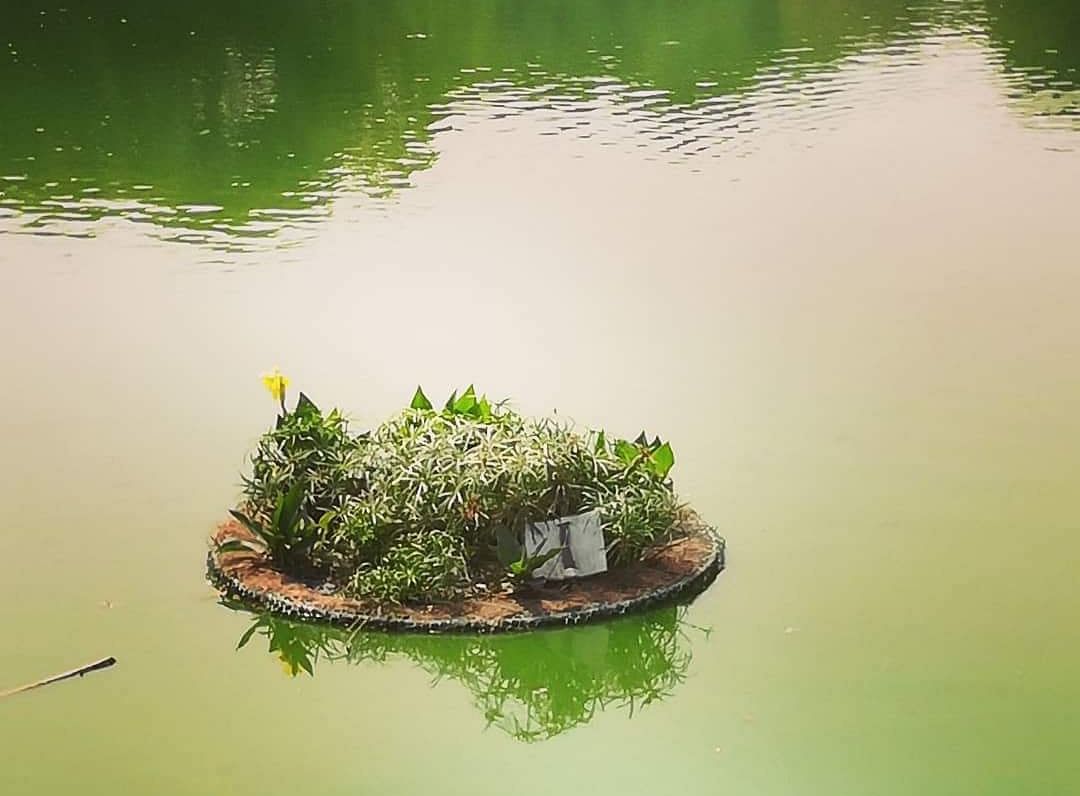 Green,Water,Nature,Vegetation,Water resources,Aquatic plant,Natural landscape,Grass,Bank,Lake