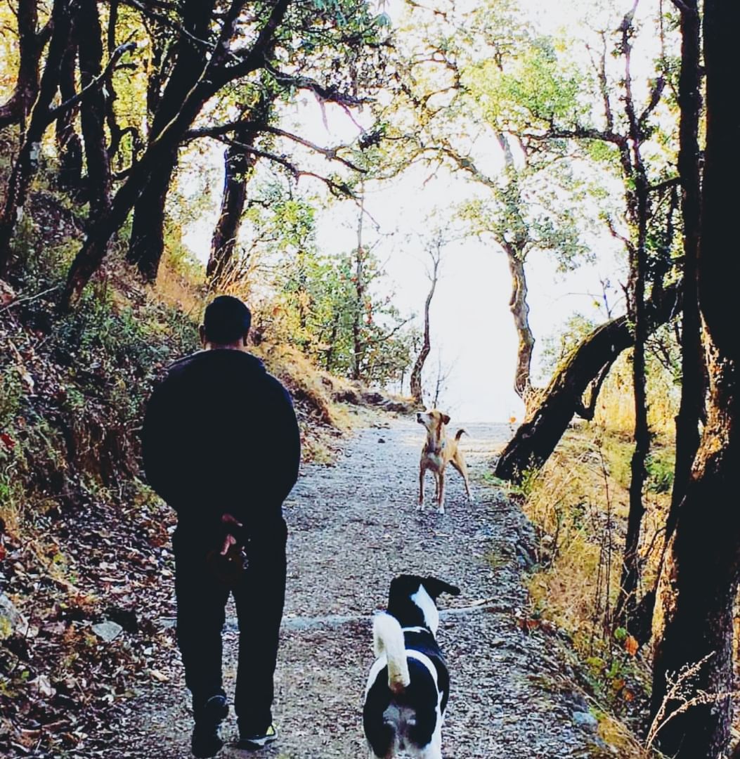 Tree,Leaf,Dog,Natural environment,Canidae,Dog walking,Sky,Branch,Wilderness,Walking