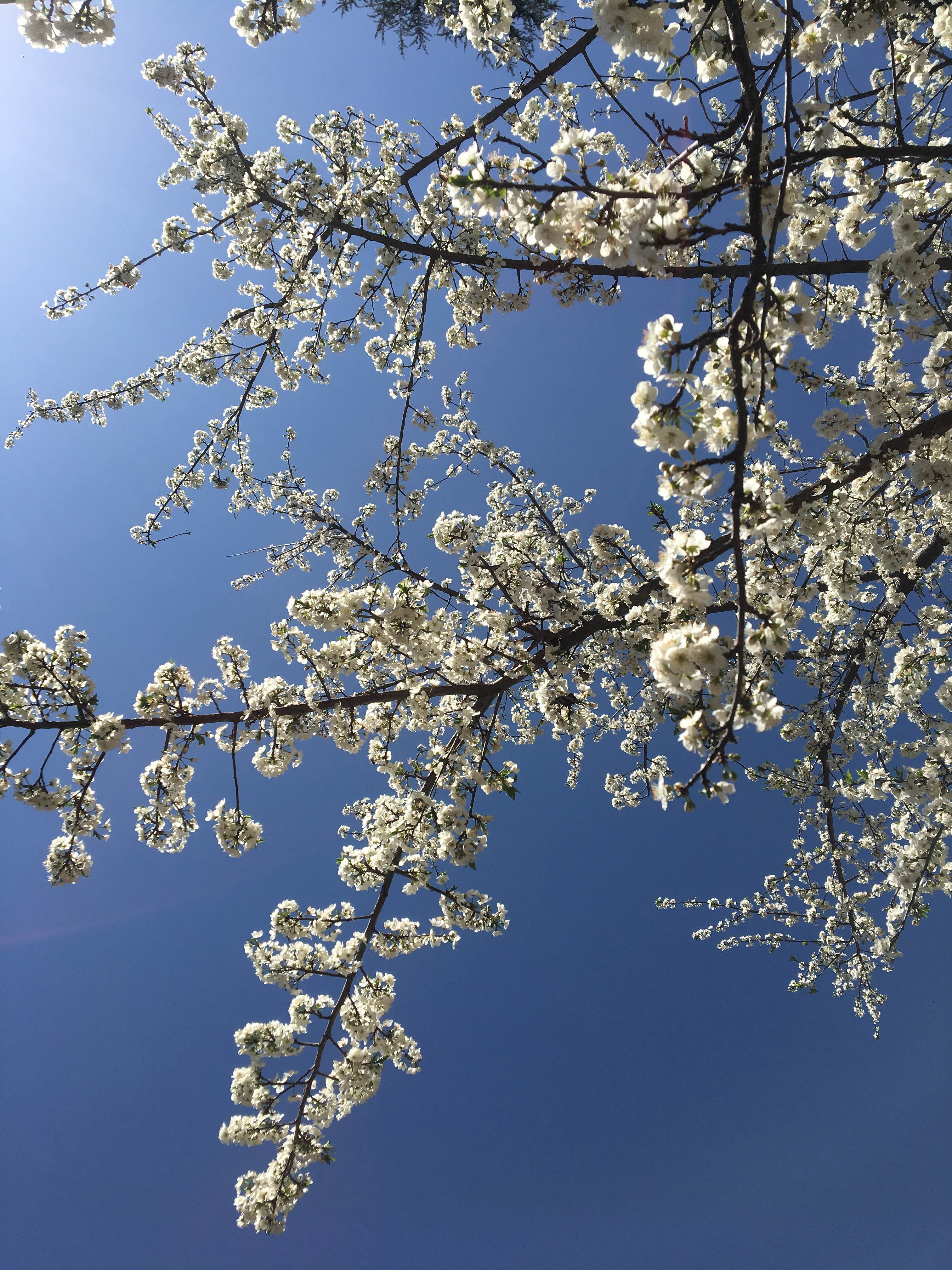 Branch,Tree,Blossom,Spring,Plant,Flower,Sky,Twig,Woody plant,Frost