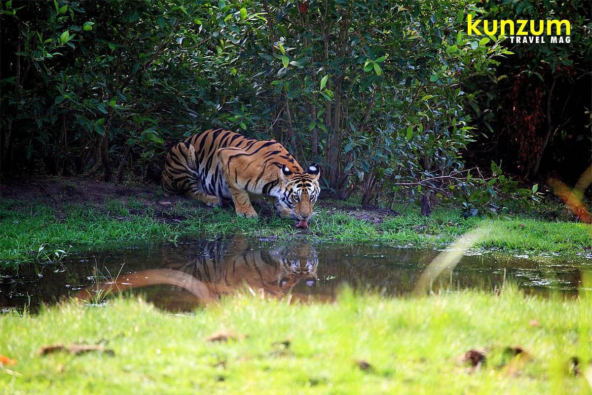 Tiger,Wildlife,Vertebrate,Bengal tiger,Siberian tiger,Mammal,Terrestrial animal,Felidae,Nature reserve,Big cats