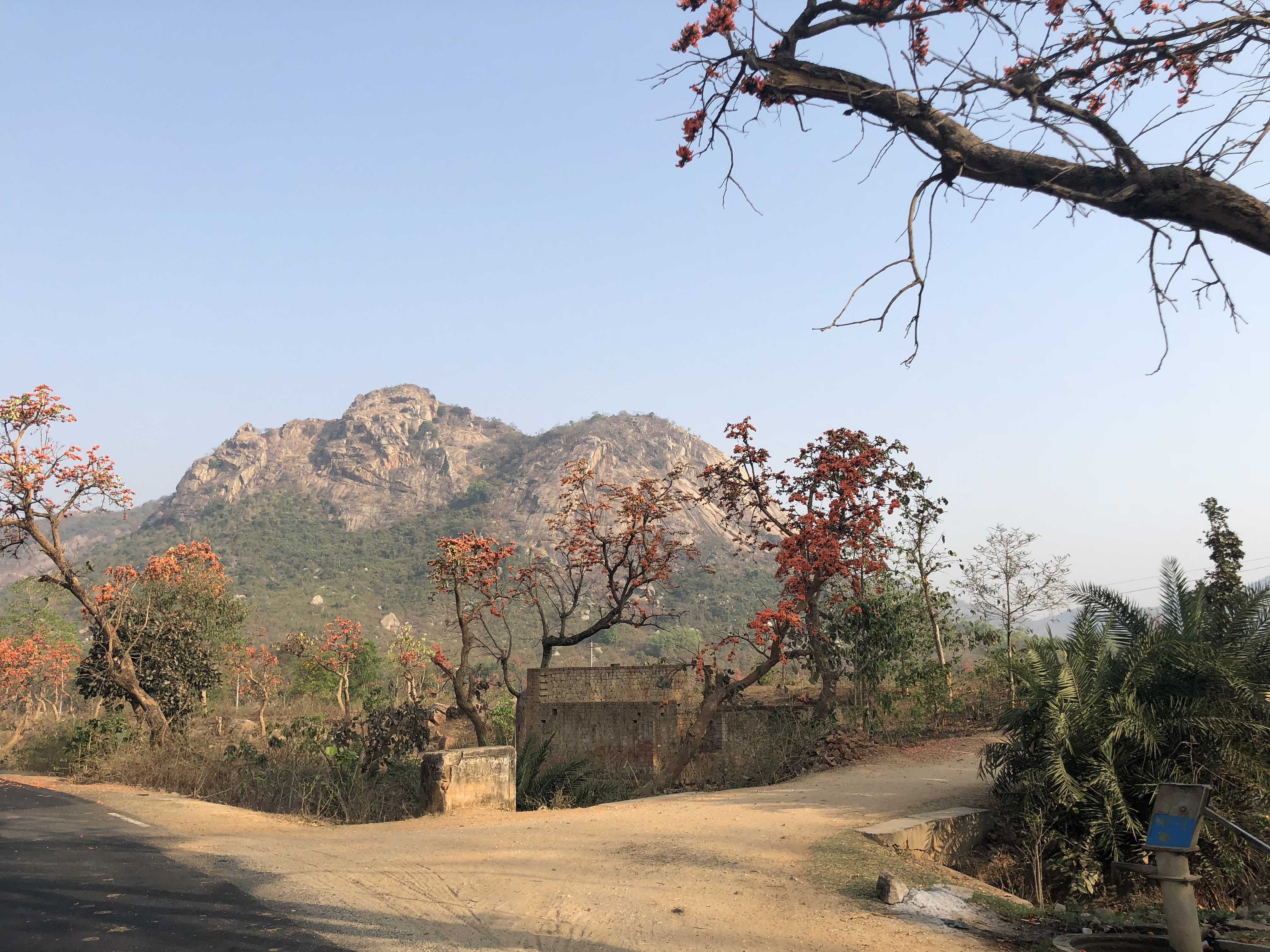 Tree,Vegetation,Sky,Natural landscape,Plant community,Woody plant,Leaf,Road,Hill station,Plant