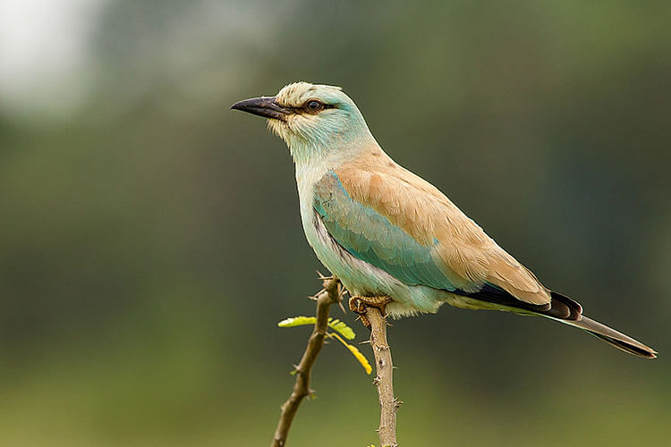 Bird,Vertebrate,Beak,Coraciiformes,Wildlife,Adaptation,Roller,Perching bird,Cuculiformes