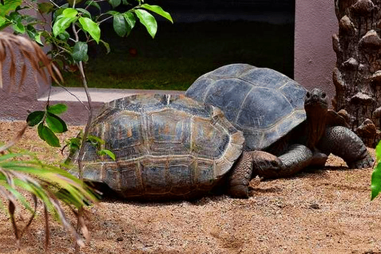 Tortoise,Vertebrate,Turtle,Reptile,Pond turtle,Chelonoidis,Galápagos tortoise,Terrestrial animal,Organism,Box turtle