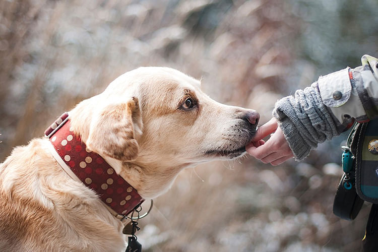 Dog,Dog breed,Mammal,Canidae,Snout,Golden retriever,Retriever,Dog collar,Labrador retriever,Carnivore