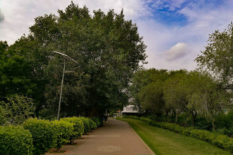 Tree,Natural landscape,Nature,Vegetation,Green,Sky,Garden,Woody plant,Grass,Plant