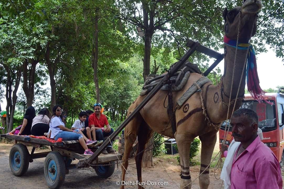 Mode of transport,Horse,Transport,Working animal,Vehicle,Pack animal,Tree,Adaptation,Cart,Rural area