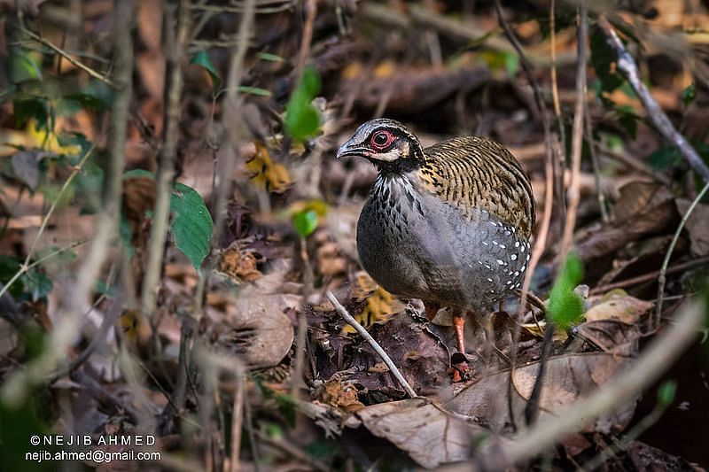 Bird,Beak,Partridge,Wildlife,Pheasant,Phasianidae,Galliformes,Adaptation,Quail,Rallidae