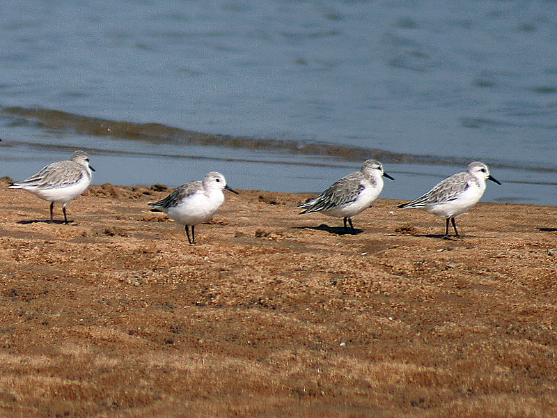 Bird,Vertebrate,Beak,Laughing Gull,Shorebird,Seabird,European herring gull,Sanderling,Charadriiformes,Ring billed Gull