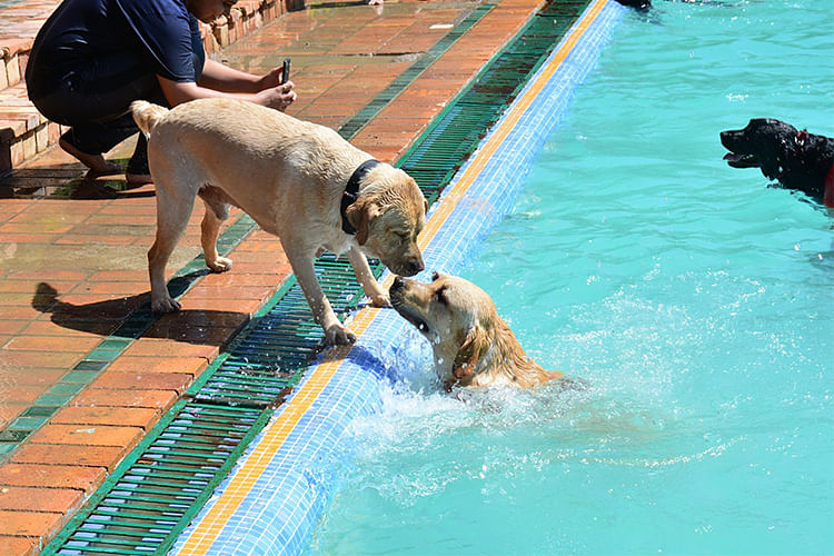 Dog,Canidae,Fun,Leisure,Swimming pool,Recreation,Dog breed,Sporting Group,Carnivore,Leisure centre