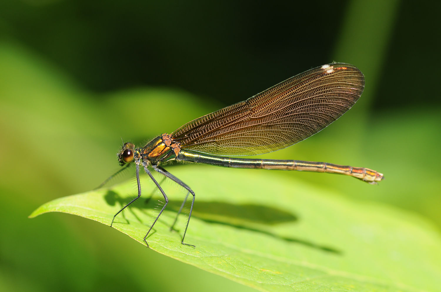 Insect,Invertebrate,Net-winged insects,Dragonflies and damseflies,Dragonfly,Damselfly,Macro photography,Pest,Organism,Close-up