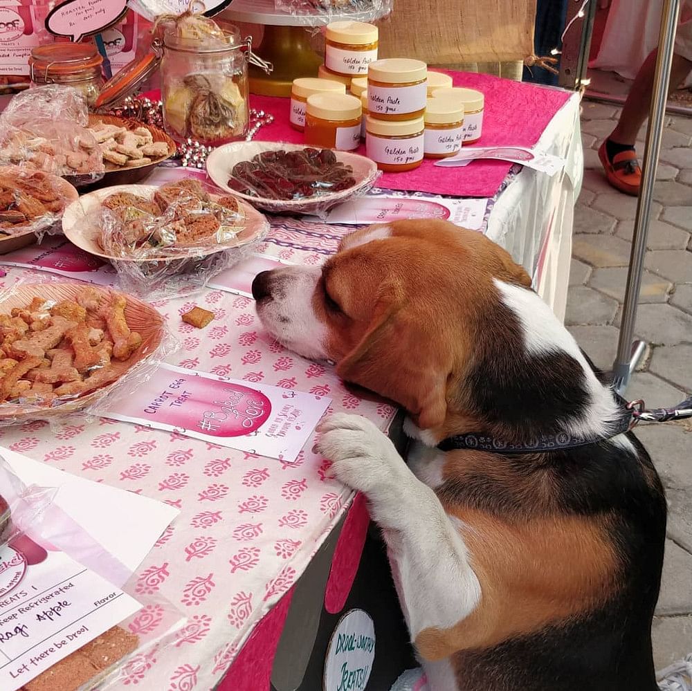 Canidae,Dog,Food,Meal,Dish,Cuisine,Dog breed,Companion dog,Carnivore,Breakfast