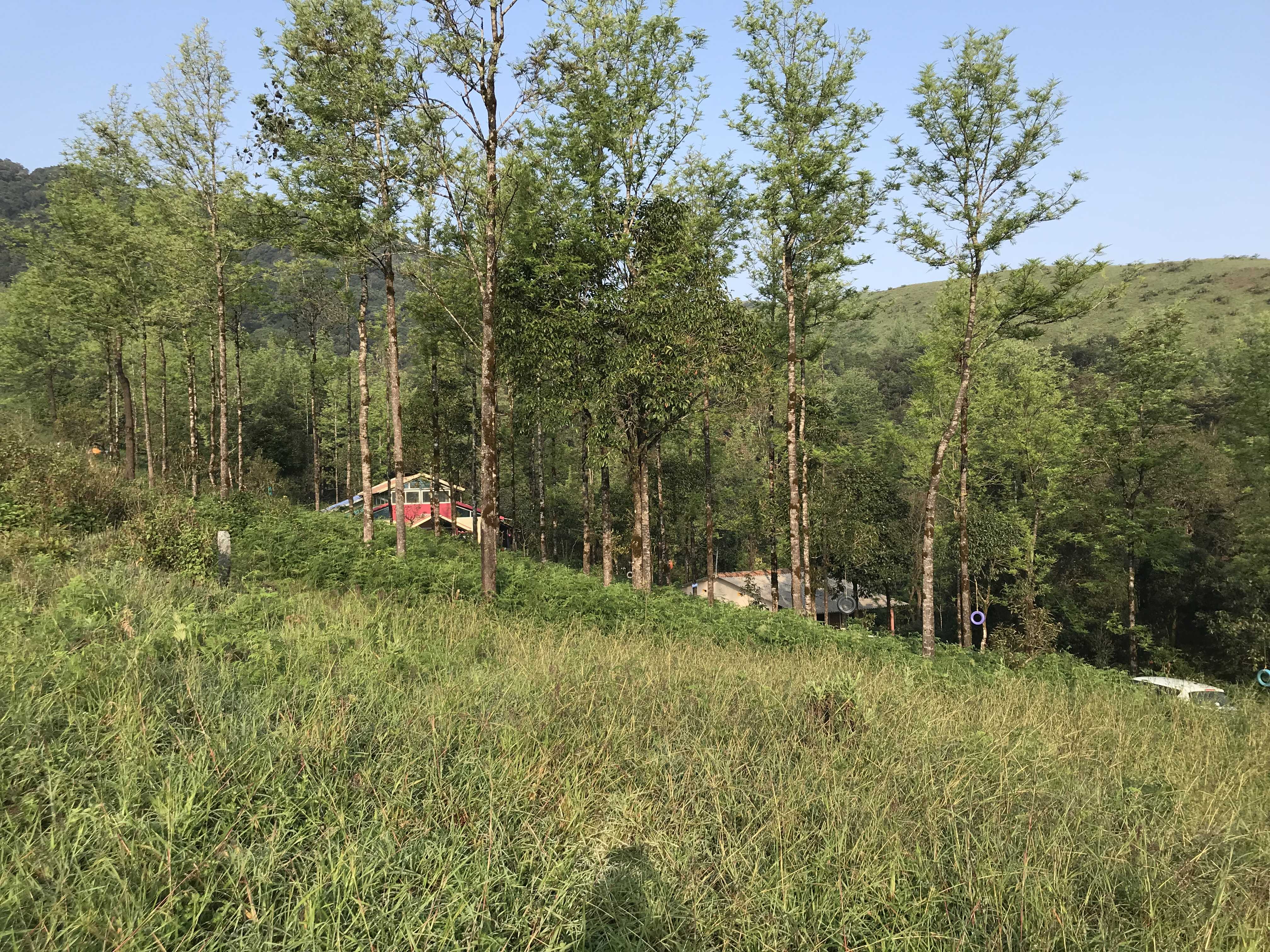 Vegetation,Natural landscape,Tree,Natural environment,Nature reserve,Shrubland,Plant community,Biome,Land lot,Forest