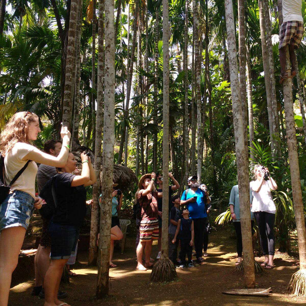 Tree,Jungle,Natural environment,Botany,Youth,Leisure,Forest,Vacation,Fun,Plant