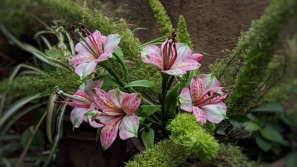 Flower,Flowering plant,Plant,Lily,Pink,Amaryllis belladonna,Petal,Terrestrial plant,Peruvian lily,Alstroemeriaceae