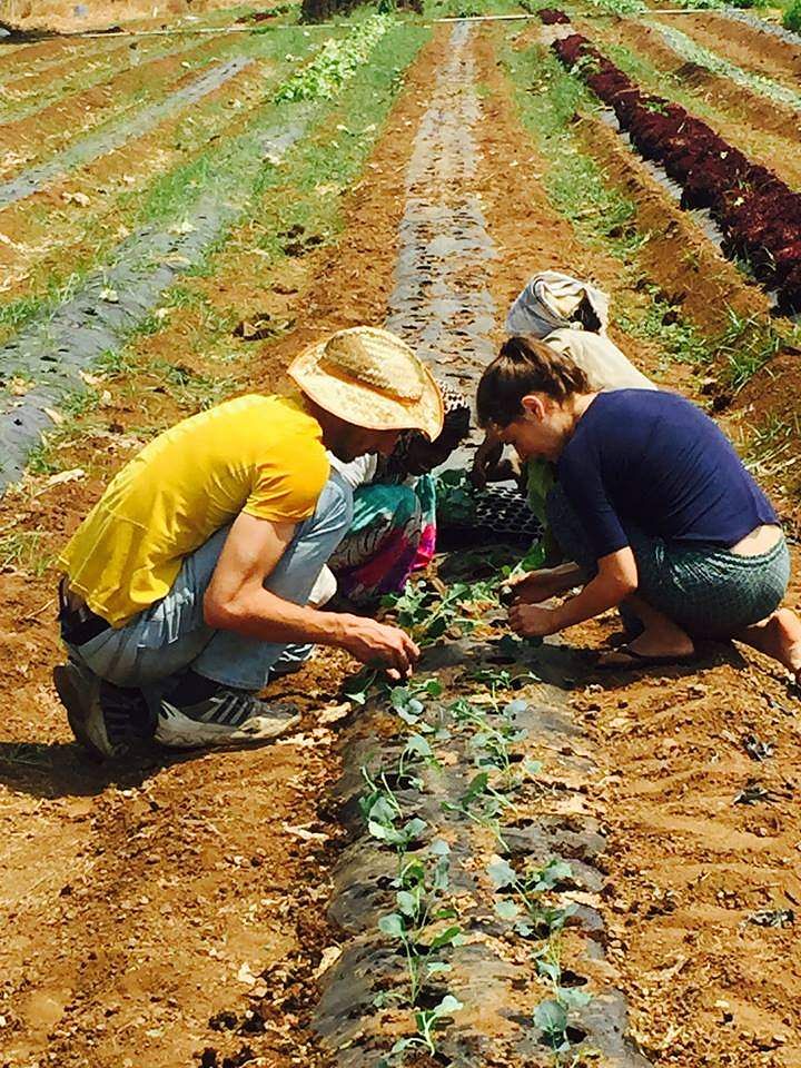 Farmworker,Agriculture,Soil,Plantation,Cash crop,Field,Crop,Farmer,Sowing,Farm