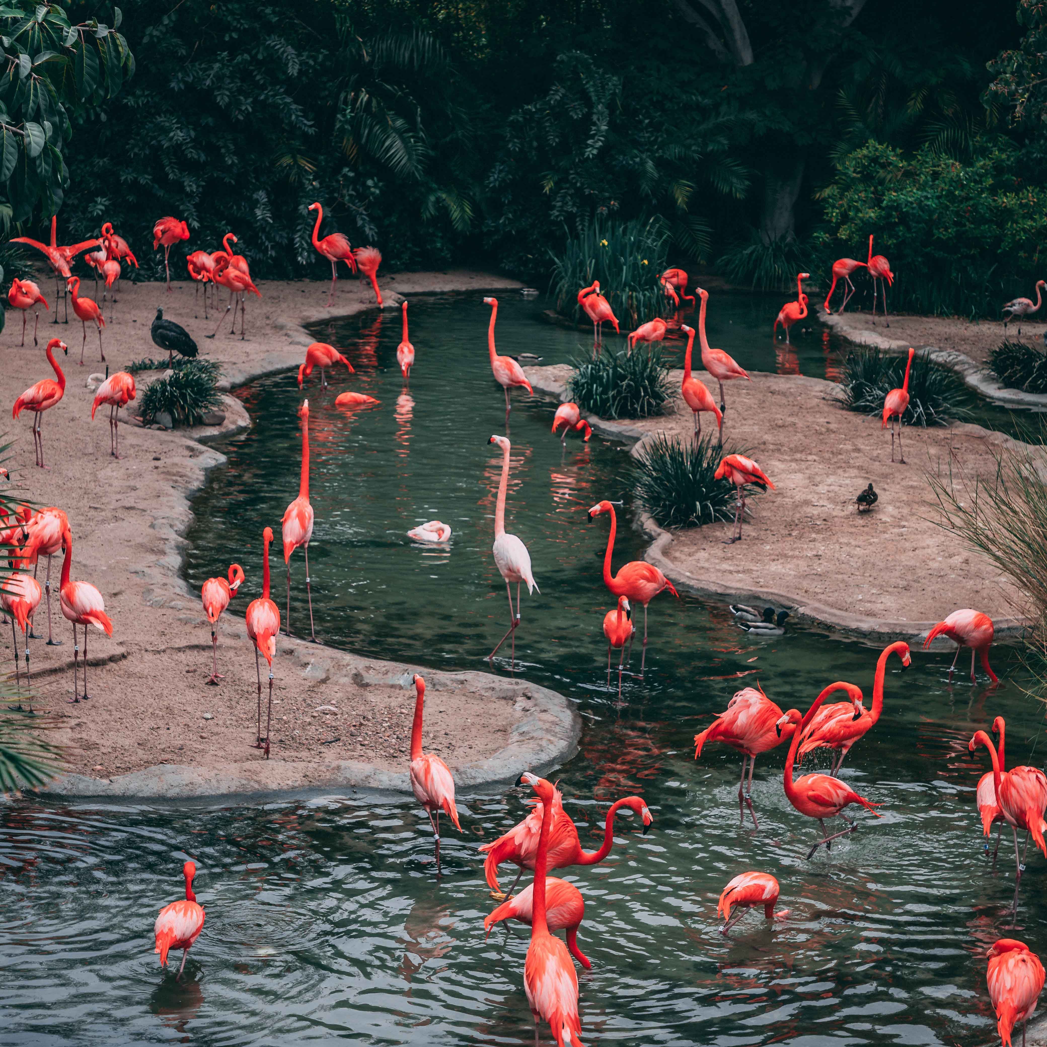 Flamingo,Greater flamingo,Red,Water,Water bird,Pond,Bird,Organism,Watercourse,Adaptation