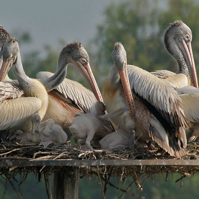 Bird,Vertebrate,Pelican,Beak,White Pelican,Ciconiiformes,Pelecaniformes,Seabird,Stork,Adaptation