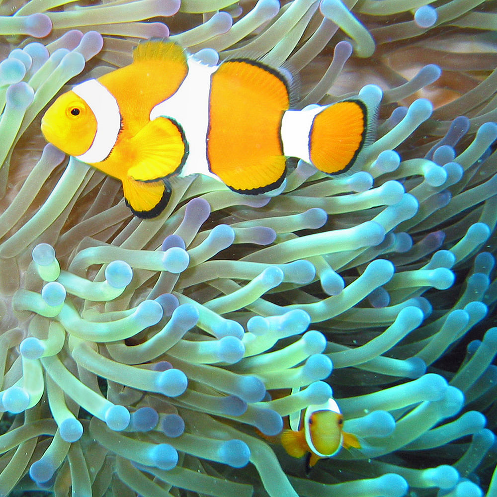 Fish,anemone fish,clownfish,Pomacentridae,Sea anemone,Marine biology,Underwater,Organism,Natural environment,Stony coral