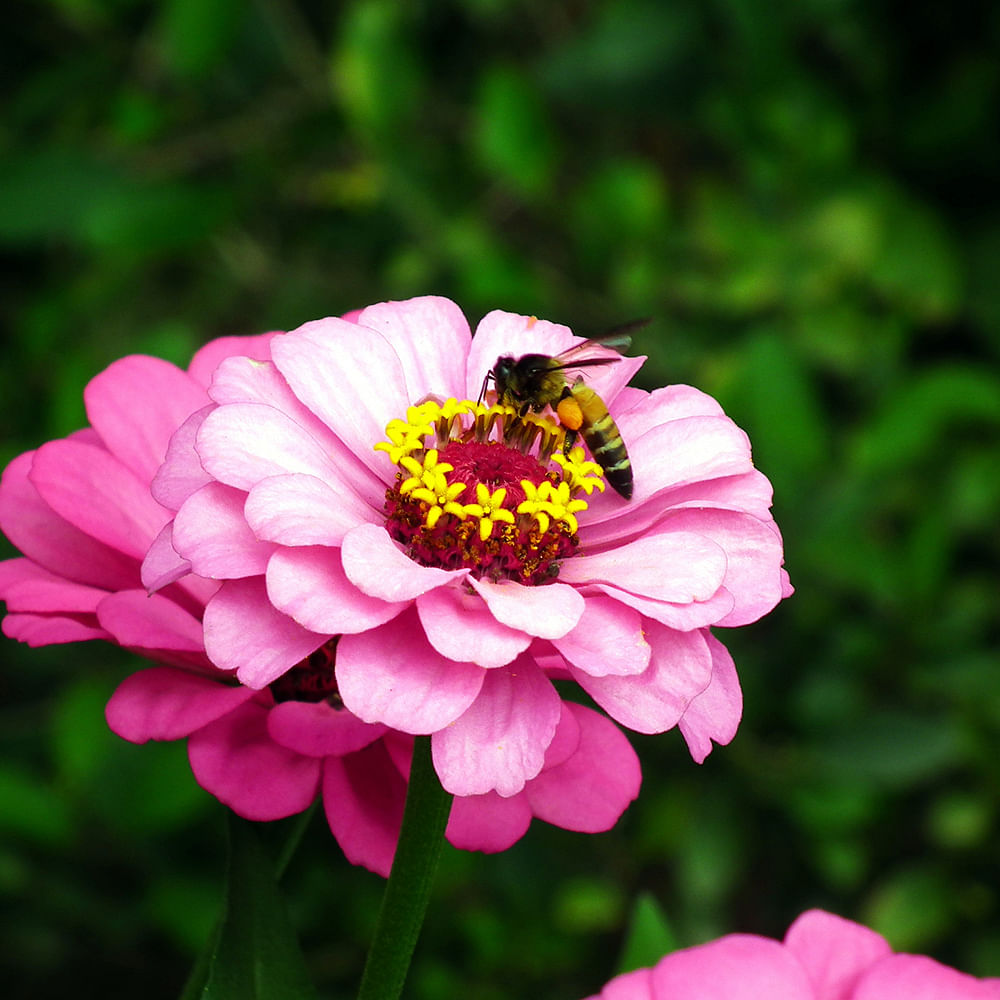 Flower,Petal,Flowering plant,Plant,Pink,Pollen,Zinnia,common zinnia,Nectar,Annual plant