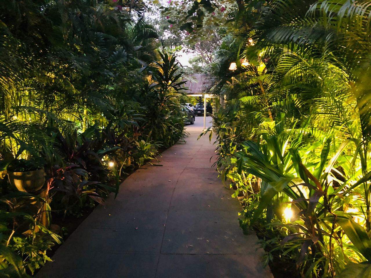 Vegetation,Tree,Light,Botany,Plant,Walkway,Lighting,Leaf,Palm tree,Jungle