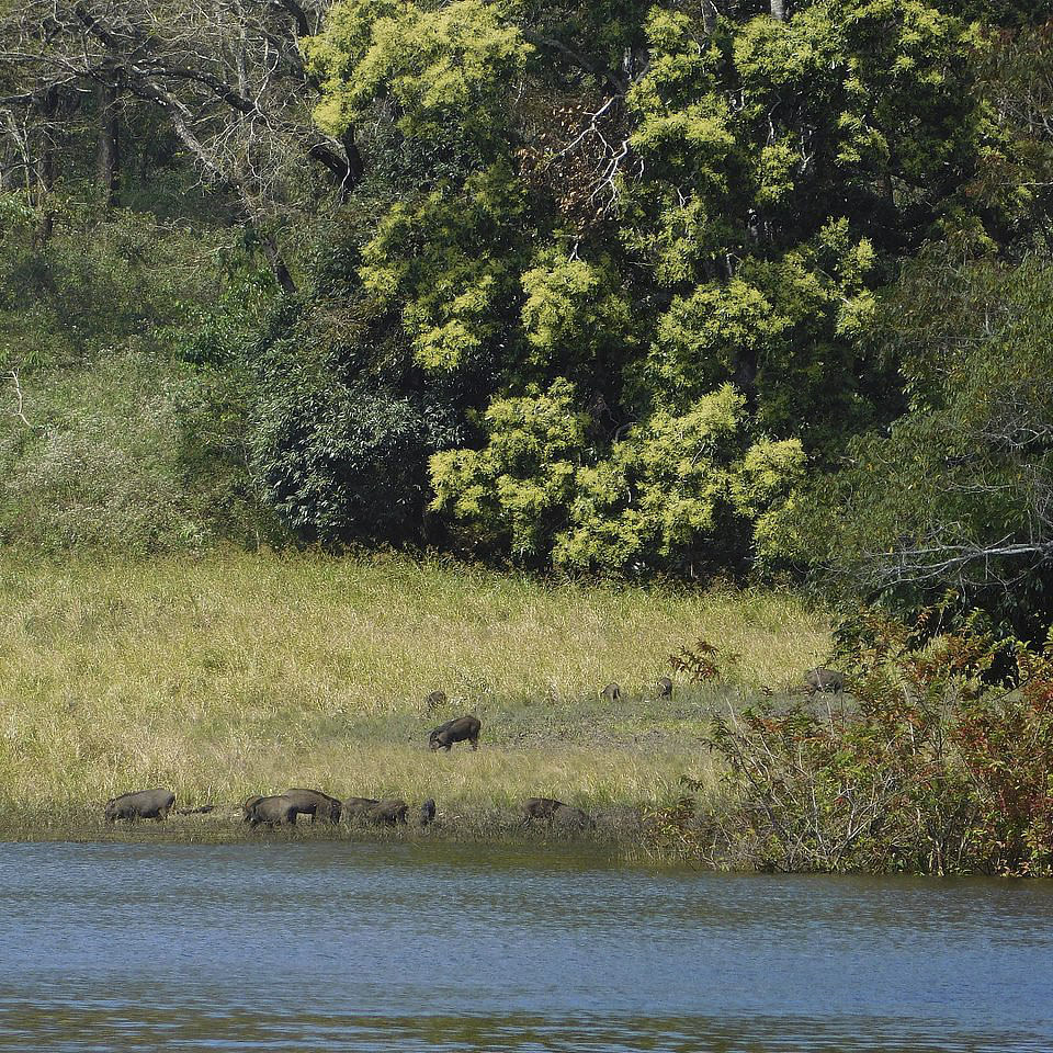 Nature,Natural landscape,Bank,Vegetation,Natural environment,Nature reserve,Riparian zone,Tree,River,Water