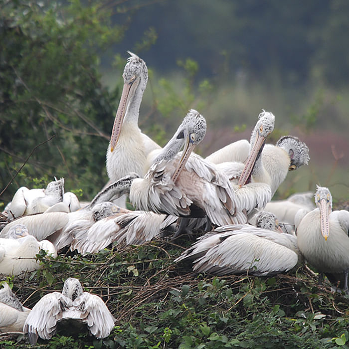 Bird,Pelican,White Pelican,Pelecaniformes,Seabird,Beak,Wildlife,Adaptation,Water bird,Ciconiiformes