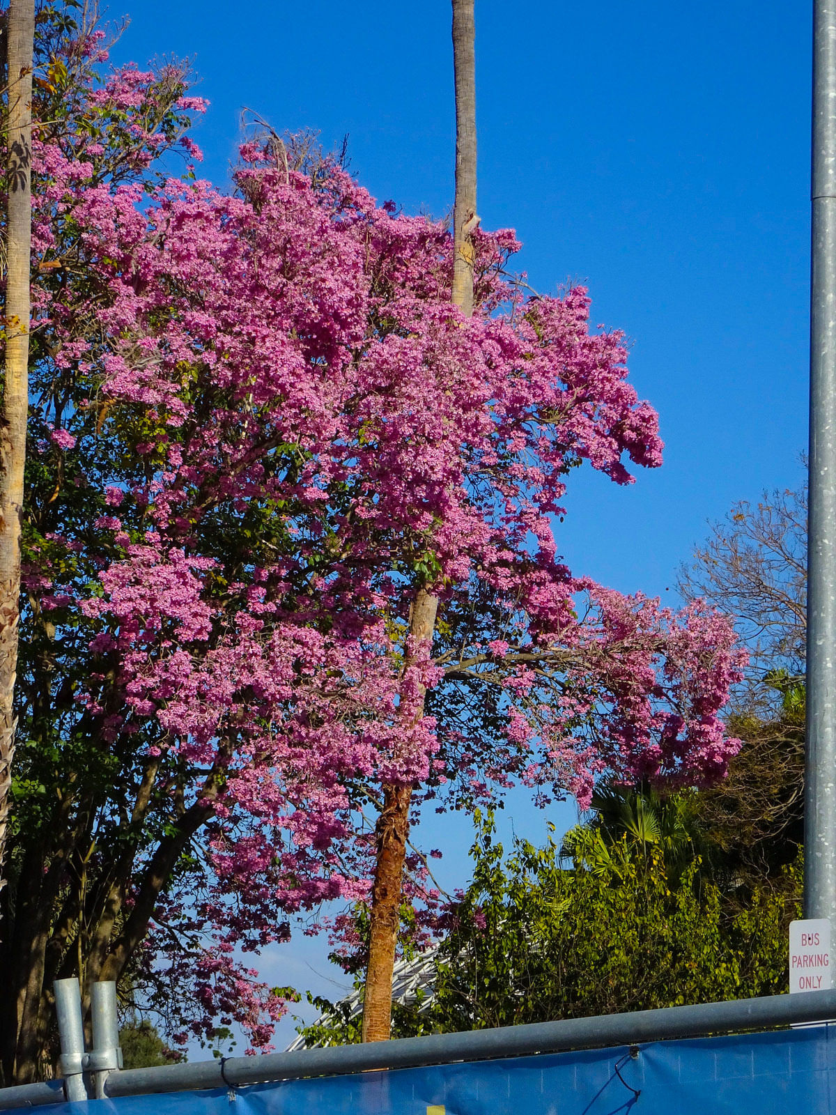 Tree,Spring,Flower,Plant,Woody plant,Pink,Sky,Blossom,Lilac,Botany
