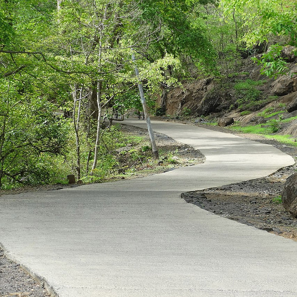 Road,Vegetation,Green,Asphalt,Tree,Natural landscape,Road surface,Thoroughfare,Trail,State park