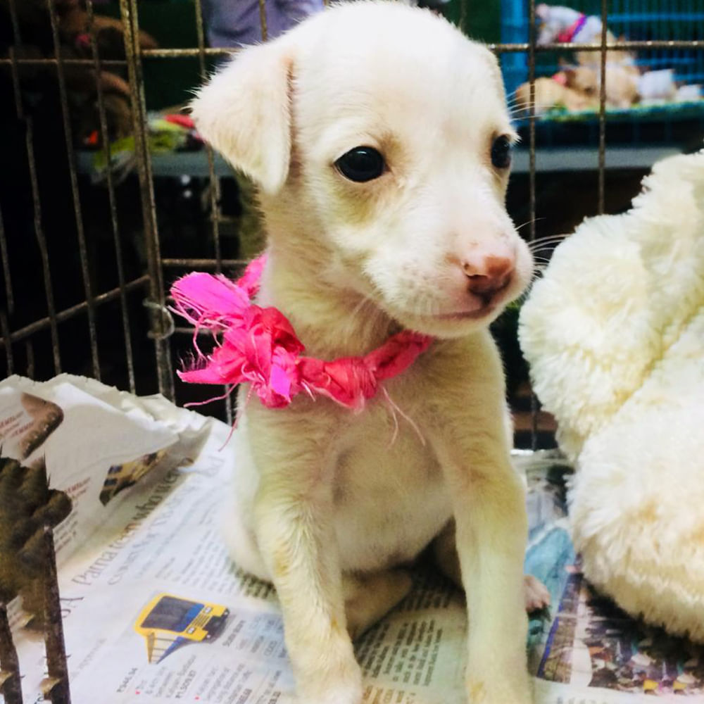 Mammal,Dog,Vertebrate,Dog breed,Canidae,Puppy,Nose,Carnivore,Street dog,Companion dog