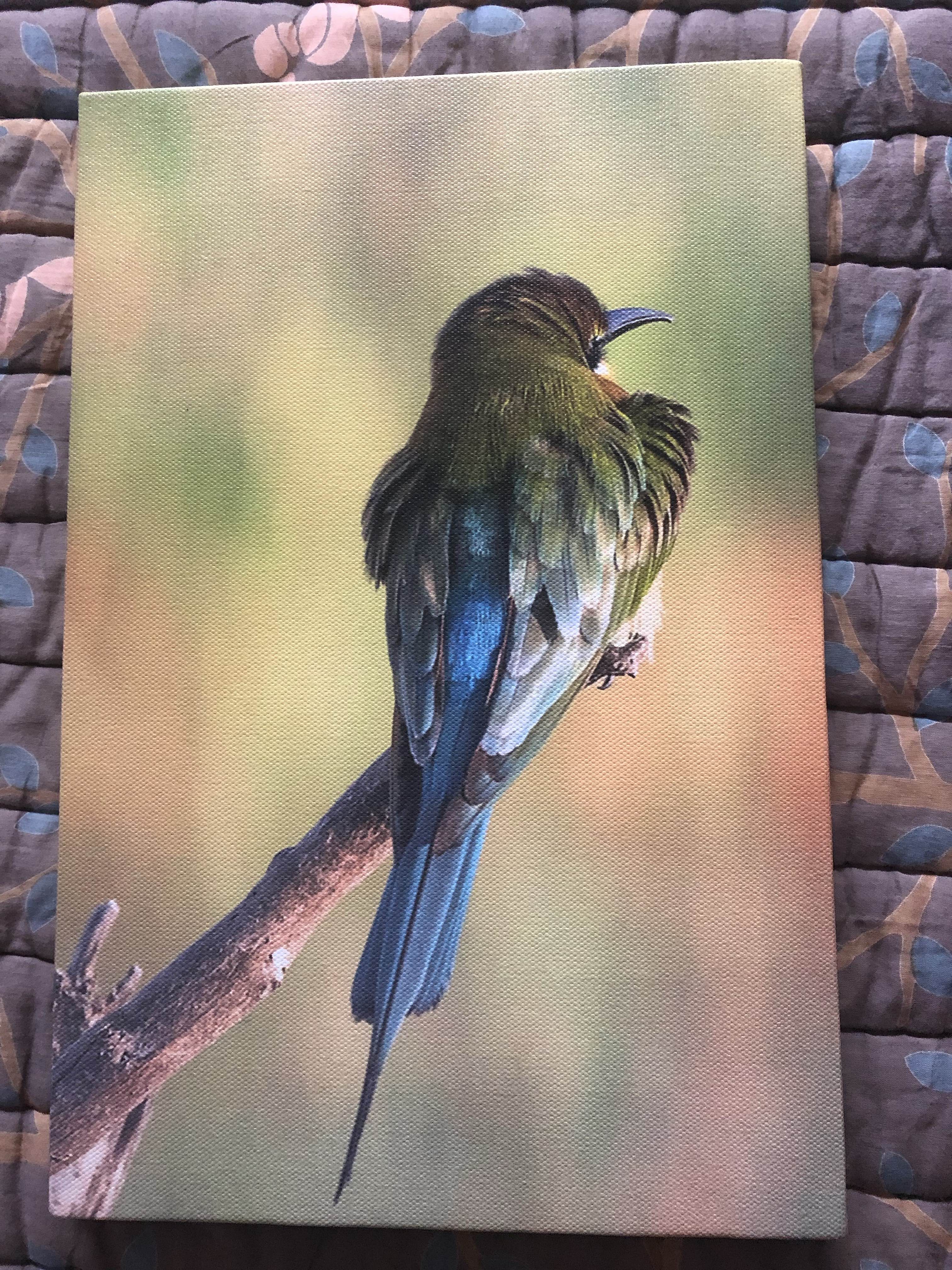 Bird,Beak,Illustration,Perching bird,Feather,Jay