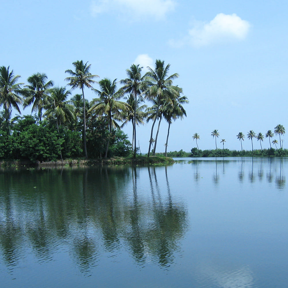 Tree,Vegetation,Nature,Reflection,Palm tree,Water resources,Arecales,Water,Sky,Tropics