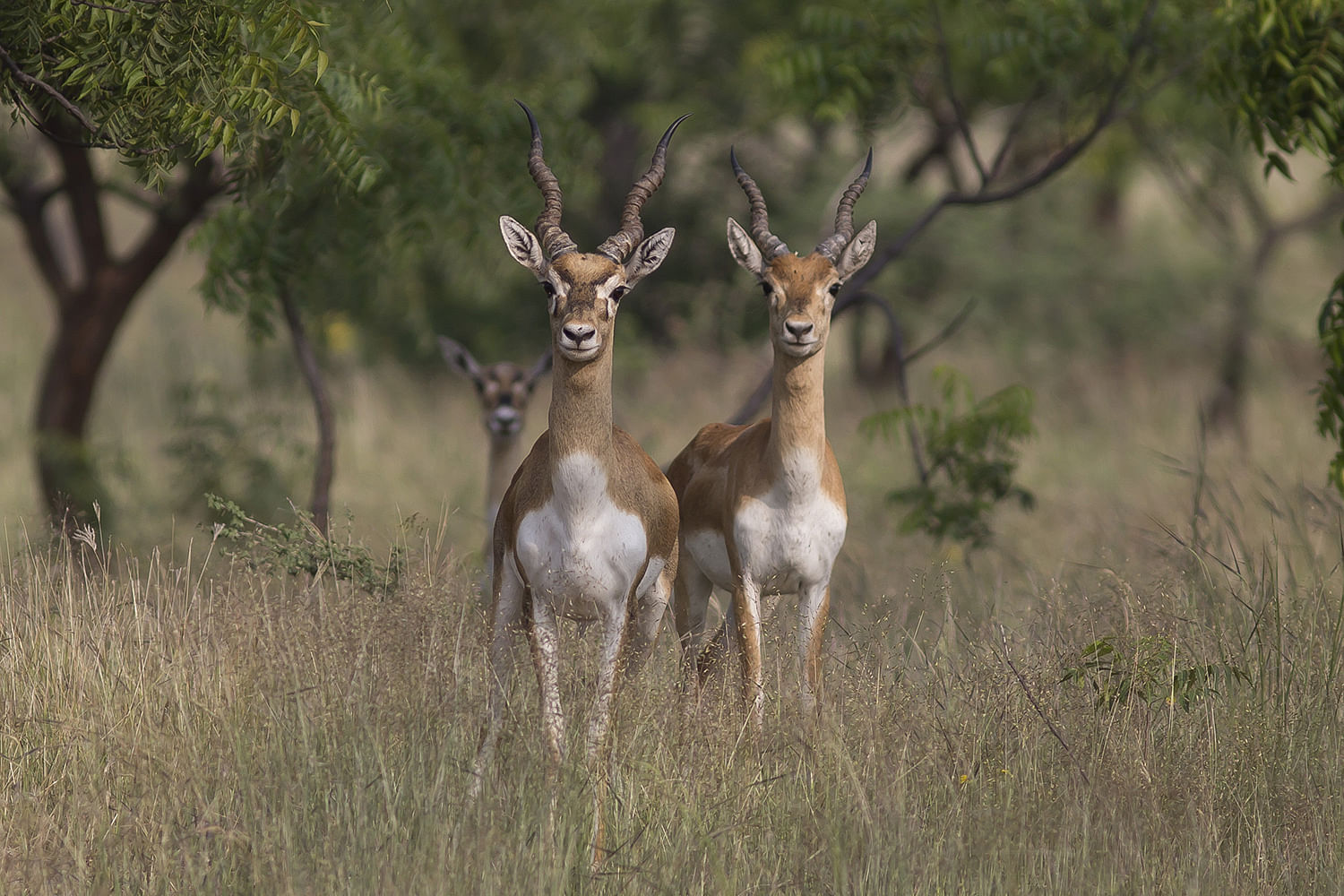 Wildlife,Vertebrate,Mammal,Impala,Terrestrial animal,Deer,Antelope,Nature reserve,Gazelle,Cow-goat family