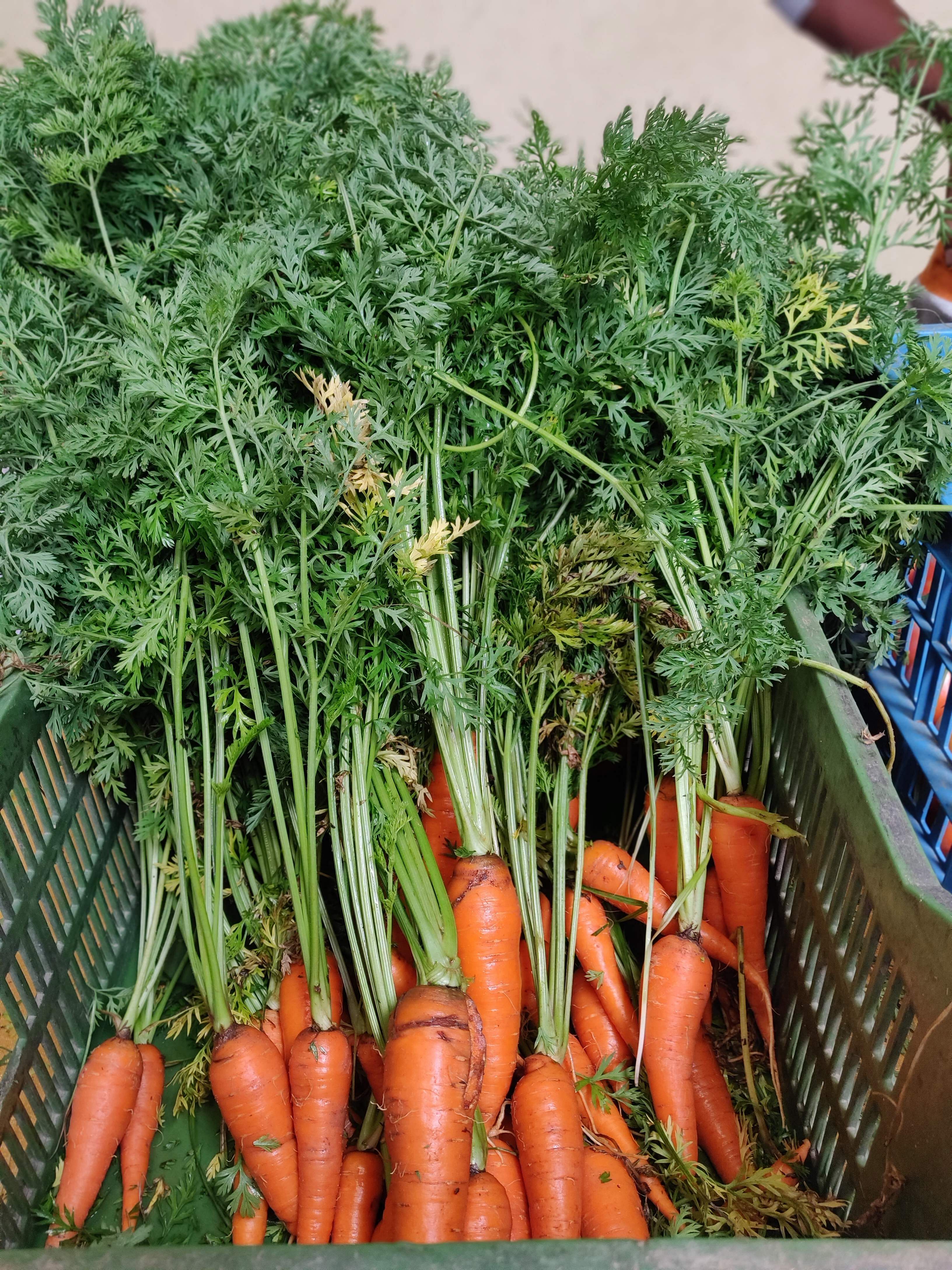 Carrot,Vegetable,Root vegetable,Plant,Baby carrot,Local food,Grass,Natural foods,wild carrot,Leaf vegetable