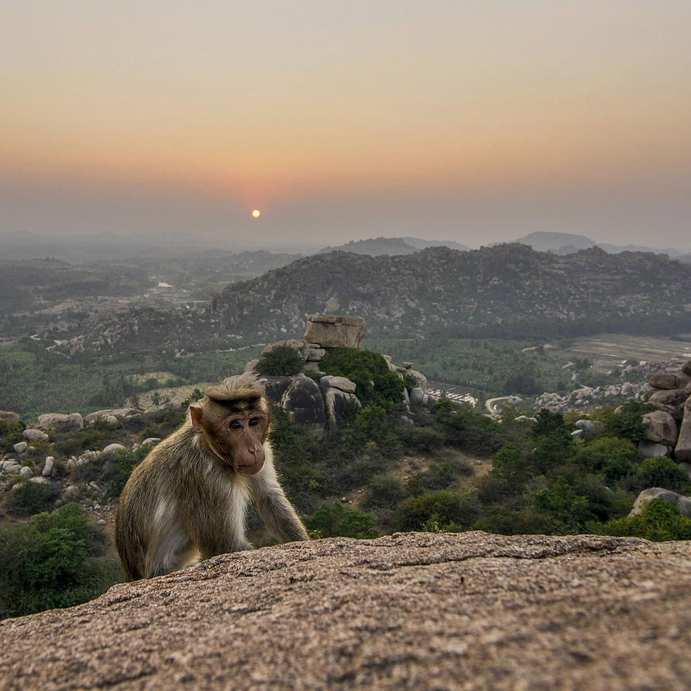 Old world monkey,Macaque,Sky,Wildlife,Mountain,Primate,Rock