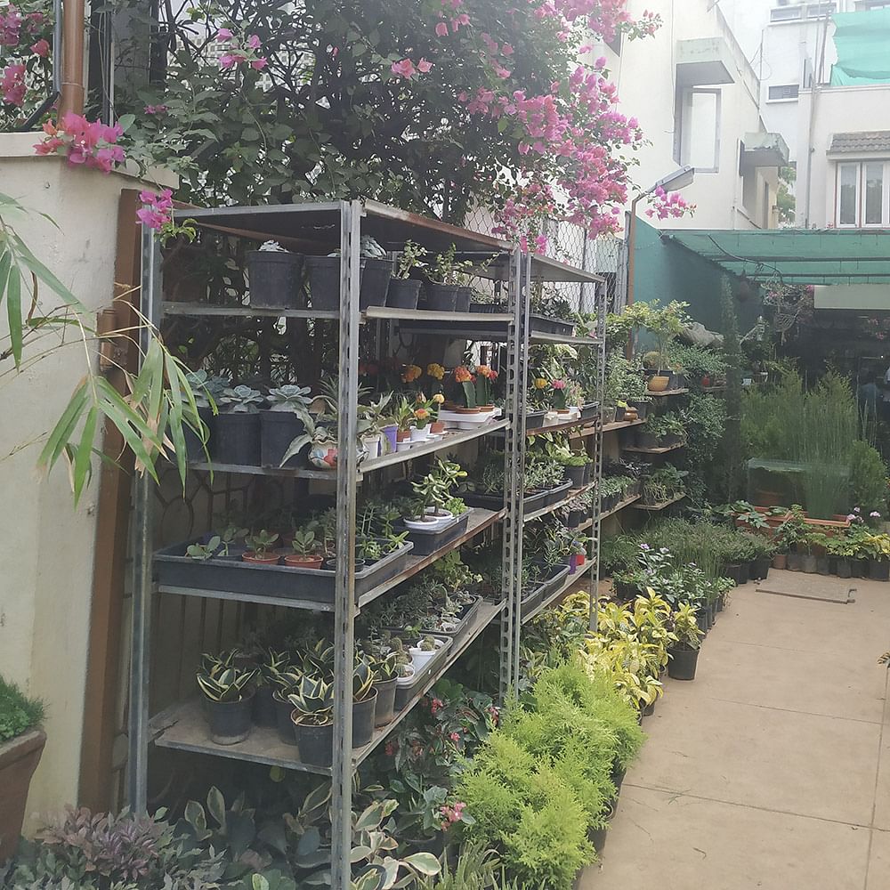 Garden,Plant,Houseplant,Flowerpot,Yard,Flower,Tree,Shrub,Greenhouse,Backyard